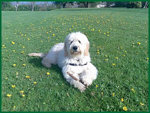 Bring your dog to Field Farm