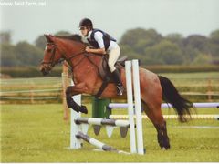 Photo - Charlie, he came 3rd novice and intermediate!!!!!