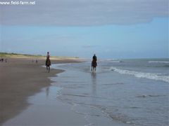 Photo - Frankie and Abbey on the beach