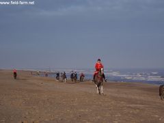 Photo - Christmas beach ride 4