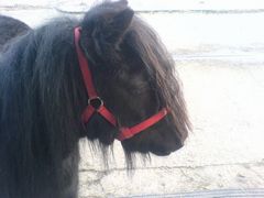 Photo - My little Shetland Sweet Summer Bailey