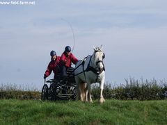 Photo - Horse & Carriage negotiates normady bank