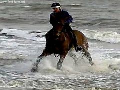 Photo - Ziggy splashing about