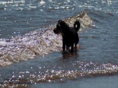 Photo - snoopy doing baywatch impression