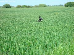 Photo - Hide and seek in the corn :)