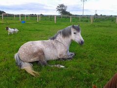 Photo - Storm chilling in the field!