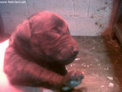 Photo - Labradoodles born today