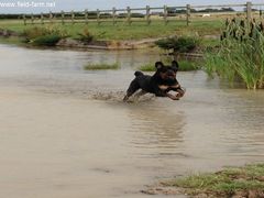 Photo - Alfie loving the water complex 