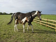 Photo - SAMTHIAGO first foal born at field farm 