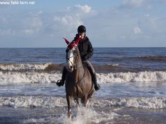 Photo - Aqua Aerobics for horse and rider